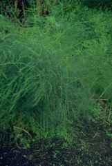 Asparagus