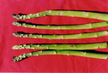 Asparagus