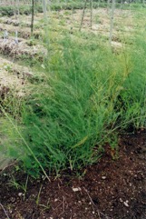 Asparagus