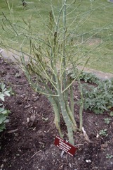 Asparagus