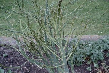 Asparagus