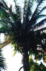 Cohune Nut