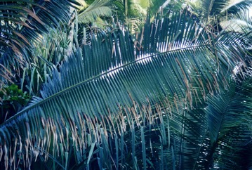 Babasu oil palm