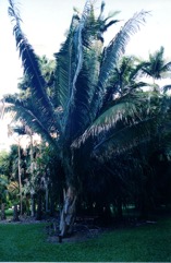 Babasu oil palm