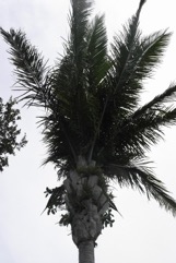 Babasu oil palm