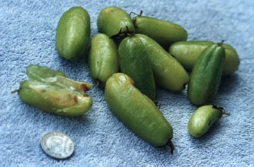 Bilimbi
