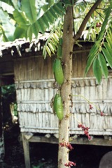 Bilimbi