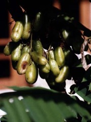 Bilimbi