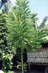 Bilimbi
