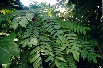 Bilimbi