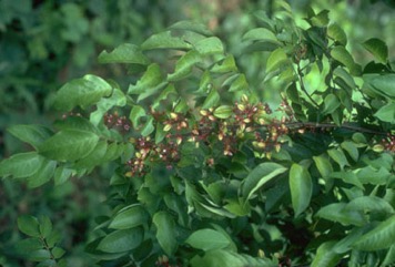 Carambola