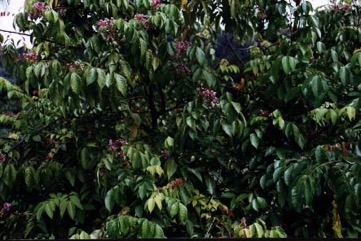 Carambola