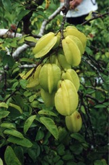 Carambola