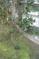 White mangrove, Grey Mangrove