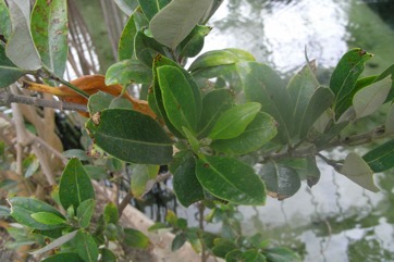 White mangrove, Grey Mangrove