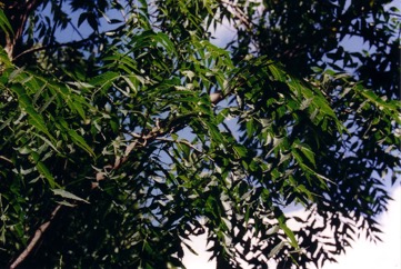 Neem tree