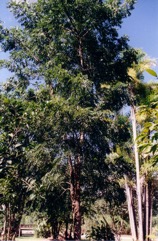 Neem tree