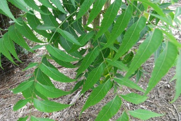 Neem tree