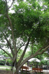Neem tree
