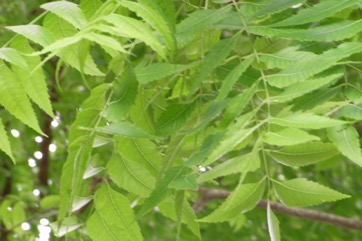 Neem tree