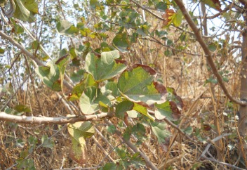 Chewing gum tree