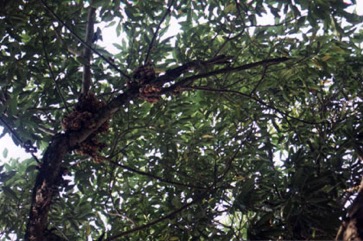 Burmese-grape