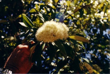 Lemon Myrtle, Lemon Ironwood, Lemon Scented Myrtle
