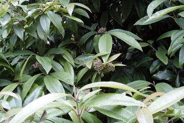 Lemon Myrtle, Lemon Ironwood, Lemon Scented Myrtle