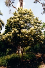 Lemon Myrtle, Lemon Ironwood, Lemon Scented Myrtle
