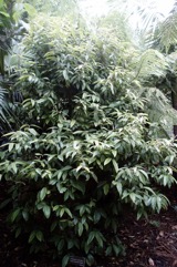 Lemon Myrtle, Lemon Ironwood, Lemon Scented Myrtle
