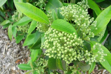 Lemon Myrtle, Lemon Ironwood, Lemon Scented Myrtle