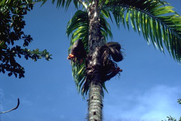 Peach palm