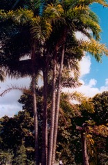 Peach palm