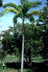 Peach palm