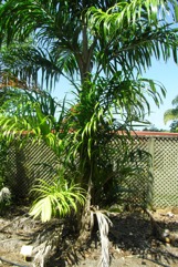 Peach palm