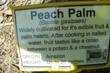 Peach palm