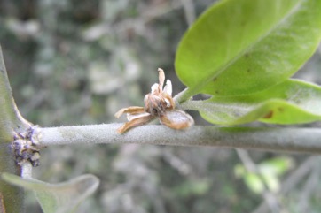 Desert date, Soapberry tree