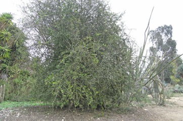 Desert date, Soapberry tree