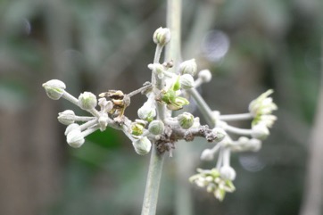 Desert date, Soapberry tree