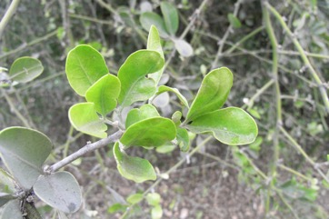 Desert date, Soapberry tree