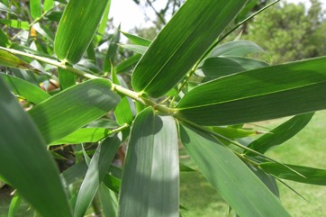 Giant thorny bamboo, Spiny bamboo