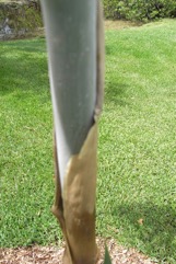 Giant thorny bamboo, Spiny bamboo