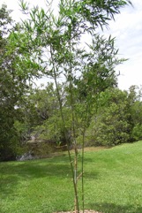 Giant thorny bamboo, Spiny bamboo