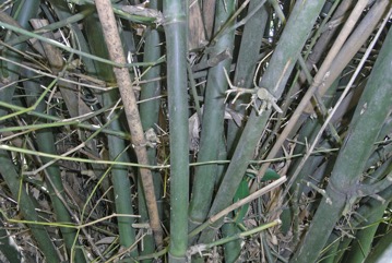 Spiny bamboo, Thorny bamboo
