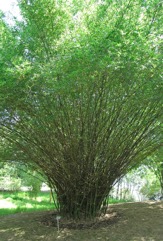 Spiny bamboo, Thorny bamboo