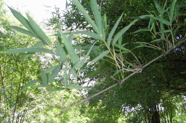 Spiny bamboo, Thorny bamboo
