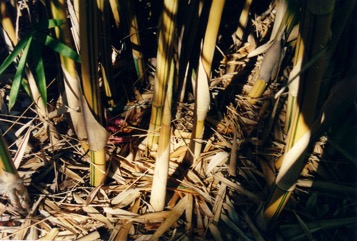 Hedge Bamboo, Chinese dwarf bamboo