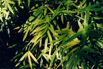 Hedge Bamboo, Chinese dwarf bamboo
