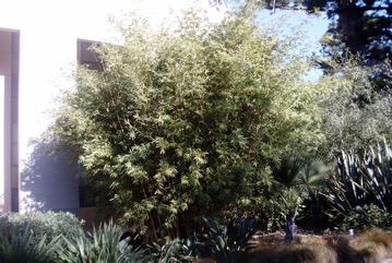 Hedge Bamboo, Chinese dwarf bamboo