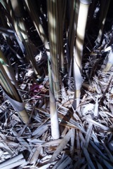Hedge Bamboo, Chinese dwarf bamboo
